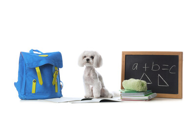 Fototapeta premium Cute Maltese dog with backpack, chalkboard with math formula and different school stationery on white background