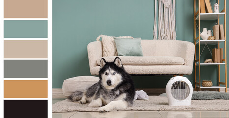 Pet comfort and home heating, husky dog lying on rug with electric fan heater in cozy living room © Pixel-Shot