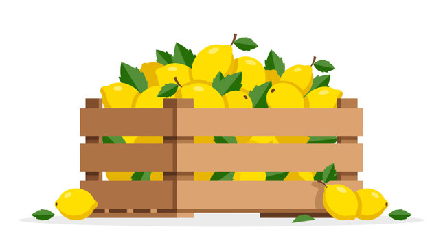 Freshly picked lemons in a rustic wooden crate, ready for market or home use.