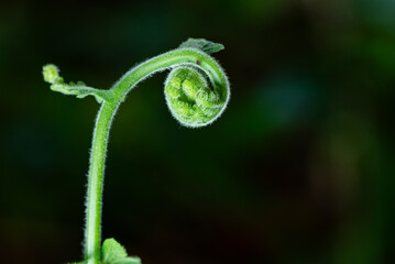 Fresh green fern shoots spiral against a natural green background. Macro photo. © StanleyRevaldo