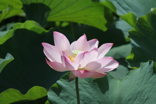 Close-up of a vibrant pink ancient lotus flower in full bloom under bright summer sunlight.