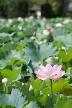 Vertical shot of a blooming pink ancient lotus flower with a vast green lotus pond in soft focus background.