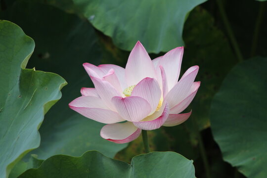 Macro shot of a blooming pink ancient lotus flower highlighting delicate petals and yellow center.