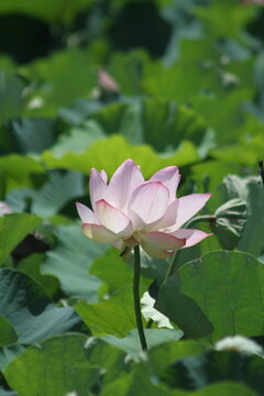 Blooming pink ancient lotus flower standing gracefully in a green lotus pond.