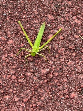 Oriental long-headed locust standing on an asphalt pavement
