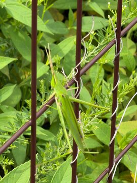 Oriental long-headed locust on a brown metal fence