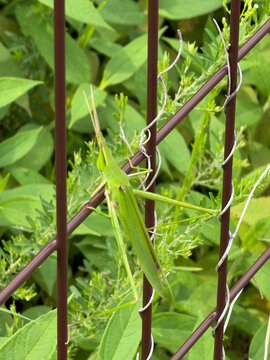 Oriental long-headed locust on a brown metal fence
