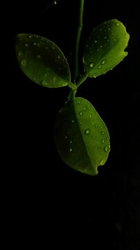 Macro rain on fresh green citrus leaves Vertical Video 2160p 24fps