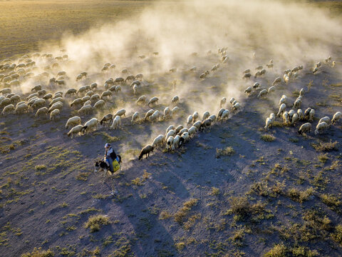 Adabag, Konya, Turkiye - 18 August 2026: Aerial view of a shepherd riding a donkey while herding a large flock of sheep across a dusty, dry landscape during the golden hour.
