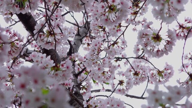 Low angle view of blooming cherry blossom branches swaying in spring breeze with tree trunk