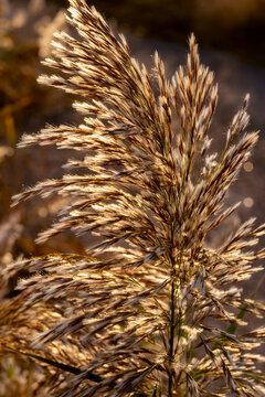 Golden pampas grass plume glowing in sunset light. Autumn reed Phragmites australis closeup in warm sunlight. Natural seasonal background and tranquil nature concept for design