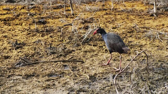 Australasian swamphen walking across dry muddy ground in wetland environment.
