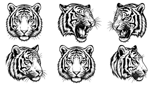 Detailed Tiger Head Portrait Vector Collection in Black and White Line Art