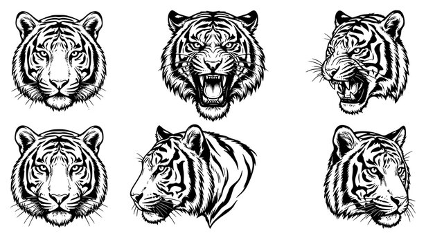 tiger, tigerhead, portrait, face, vector, lineart, outline, black, white, wildlife, feline, predator, animal, nature, roaring, snarling, majestic, realistic, stripes, fur, whiskers, muzzle, eyes, ears