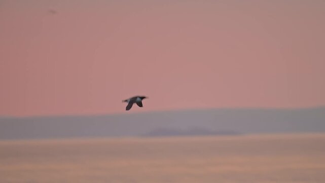 Slow Motion Razorbills Flying at Sunset in Flight, Silhouetted Razorbill Seabirds Flying Past Sun with Bright Red Sunset Sky, Silhouette of Bird Flying at Sunset on Skomer Island in Wales