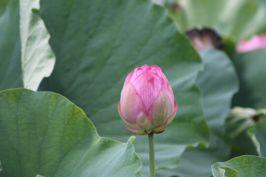 Close-up of a vibrant pink ancient lotus flower bud standing amongst green leaves in summer.