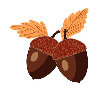 Autumn acorn nuts with dry leaves vector illustration isolated