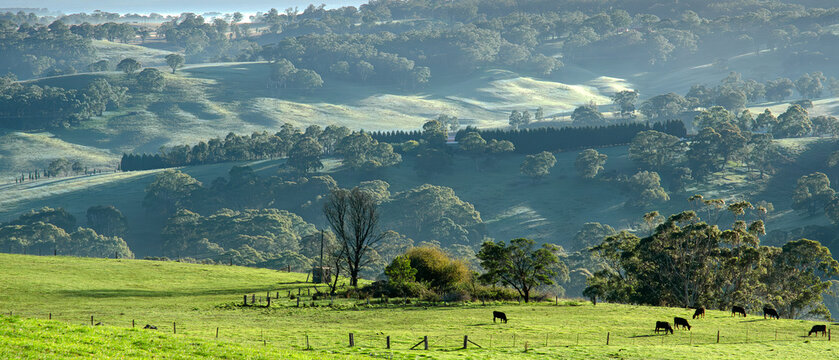 Australian country landscape panorama taken in Werai NSW showing cattle grazing in a green, grass field and distant hills. Rural scene. No people