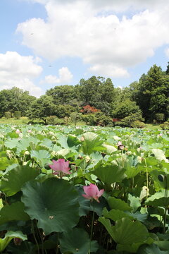 Vertical view of pink ancient lotus flowers blooming under a summer blue sky with fluffy clouds.