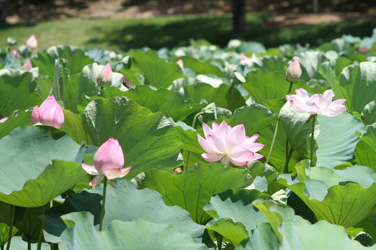 Horizontal view of ancient lotus flowers and buds blooming in a lush green lotus pond in summer daylight.
