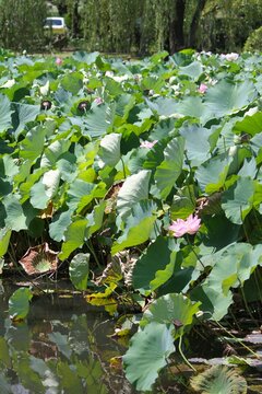 Vertical view of ancient lotus leaves and pink flowers blooming near the water surface.
