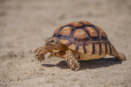 Close up of a hermann tortoise walking slowly on dry sandy ground in natural habitat with tortoise