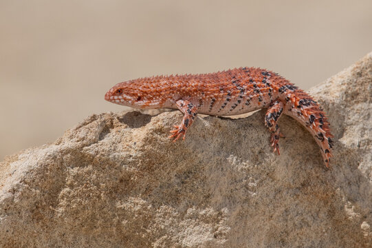 Small red and black patterned plated lizard perched on a textured rock against a neutral background