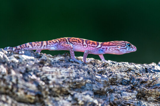 Small gecko lizard with patterned skin walking along a rough textured tree branch wildlife creature