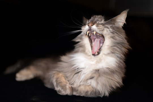 Long haired grey tabby cat lying down on a dark surface in low light with whiskers domestic portrait