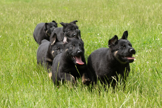 Group of black german shepherd puppies running and playing together in a green summer meadow