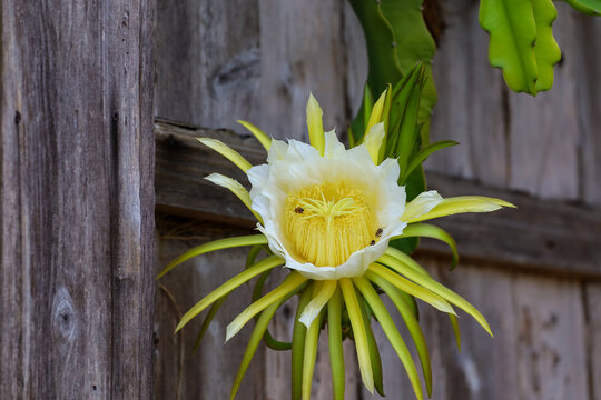 Dragon fruit flower blooming with pollinating bees.