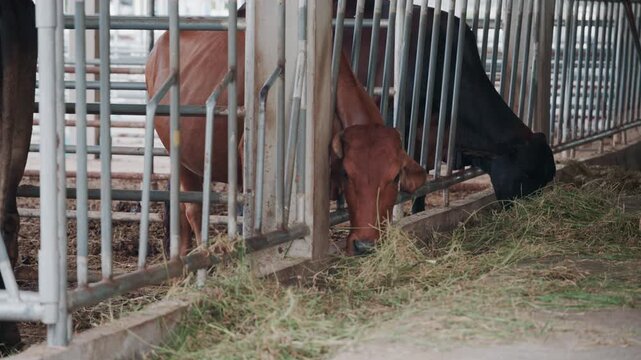 Close up of cows feeding on fresh grass in livestock shed agriculture concept