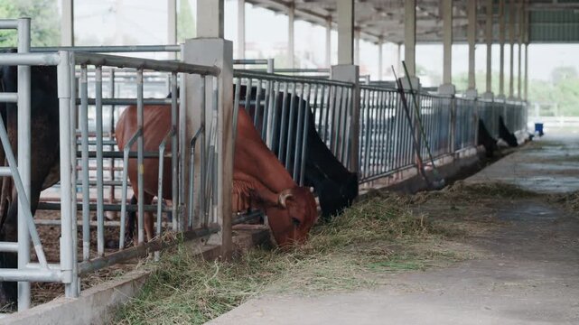 Close up of cows feeding on fresh grass in livestock shed agriculture concept