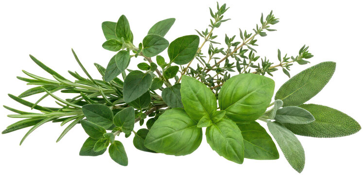 Assorted fresh green herb bundle on black background.