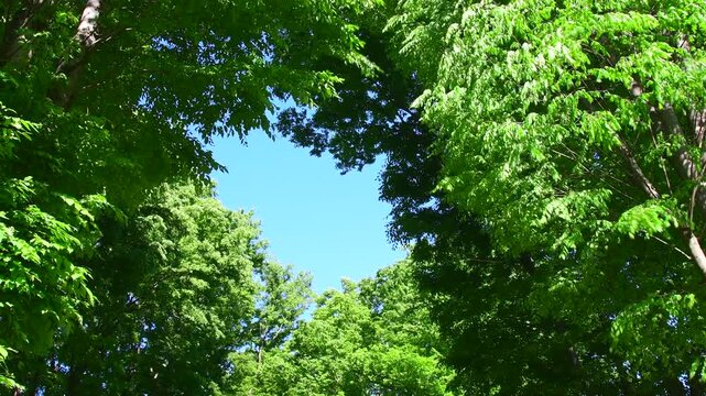 新緑の葉と風に揺れる木々の美しい木