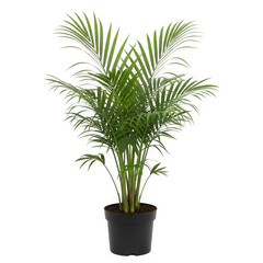 Fototapeta premium Beautiful green palm plant growing in a simple black plastic pot for home decor and indoor office interior decoration style isolated on white background