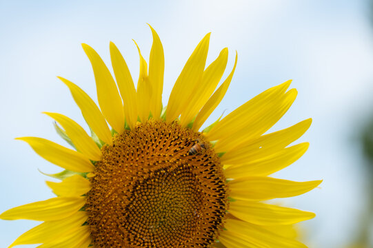 Close-up of a honey bee collecting nectar on a vibrant yellow sunflower blooming against a clear sky in summer