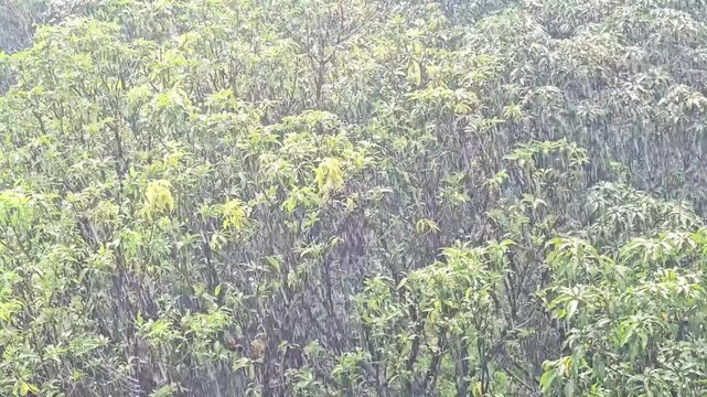 Tropical raindrops falling on the green mango tree leaves. Video footage of heavy rain falling with little wind on tree leaves in the rainy season in Bangladesh.