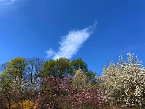Spring park with flowering magnolia trees 