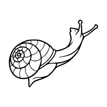 crawling snail line art vector illustration