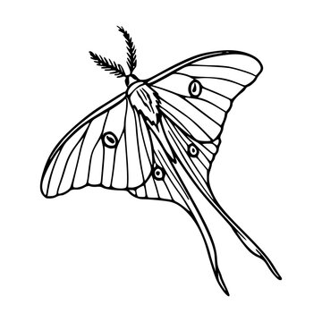 detailed luna moth outline vector element for nature and mystical concept