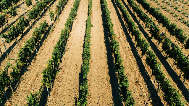 Aerial view of lush green vineyards with rows of grapevines casting long shadows on the dry soil in Sremski Karlovci, Vojvodina, Serbia.