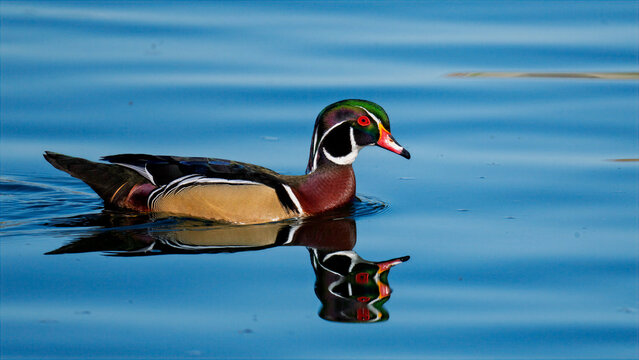 Male wood duck swimming peacefully on calm blue lake water