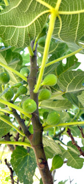 Close-up of unripe green figs growing on a tree branch