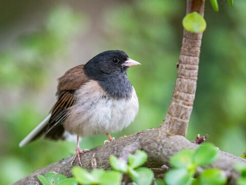 Dark Eyed Junco perched on a branch in an Arizona garden habitat