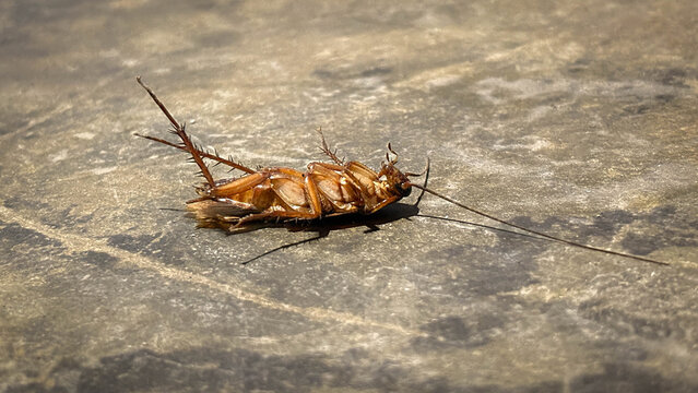 A cockroach lying on a rough, gray floor surface. It appears dead or motionless, with its body upside down and its legs extended.