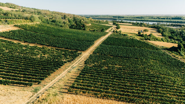 Aerial view of lush green vineyards stretching across rolling hills with a dirt path running through the center and the Danube river in the background, Sremski Karlovci, Vojvodina, Serbia.