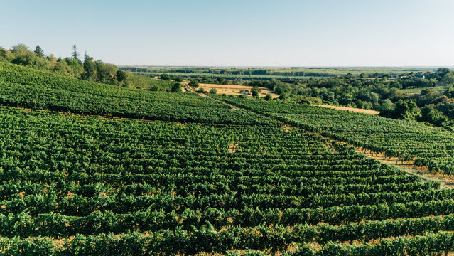 Aerial view of lush green vineyards stretching across the rolling hills of the Fruska Gora region under a clear blue sky in Sremski Karlovci, Vojvodina, Serbia.