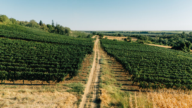 Aerial view of the lush green vineyards of Sremski Karlovci stretching across the rolling hills with a dirt path running through the center in Sremski Karlovci, Vojvodina, Serbia.