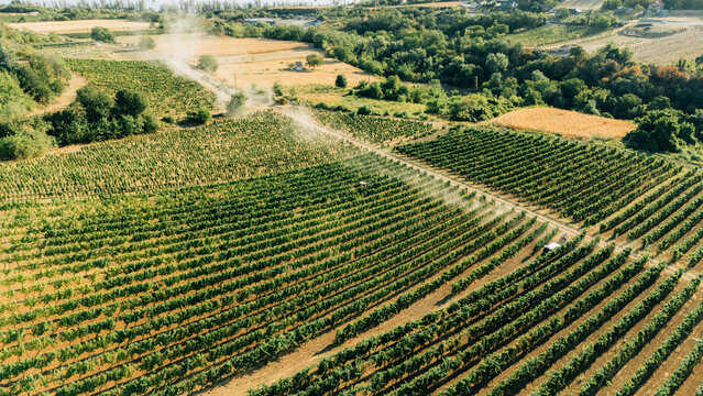 Aerial view of lush green vineyards with rows of vines and a dusty path in Sremski Karlovci, Vojvodina, Serbia.